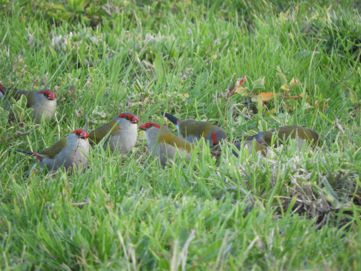 Red-browed Firetail - ML620096857