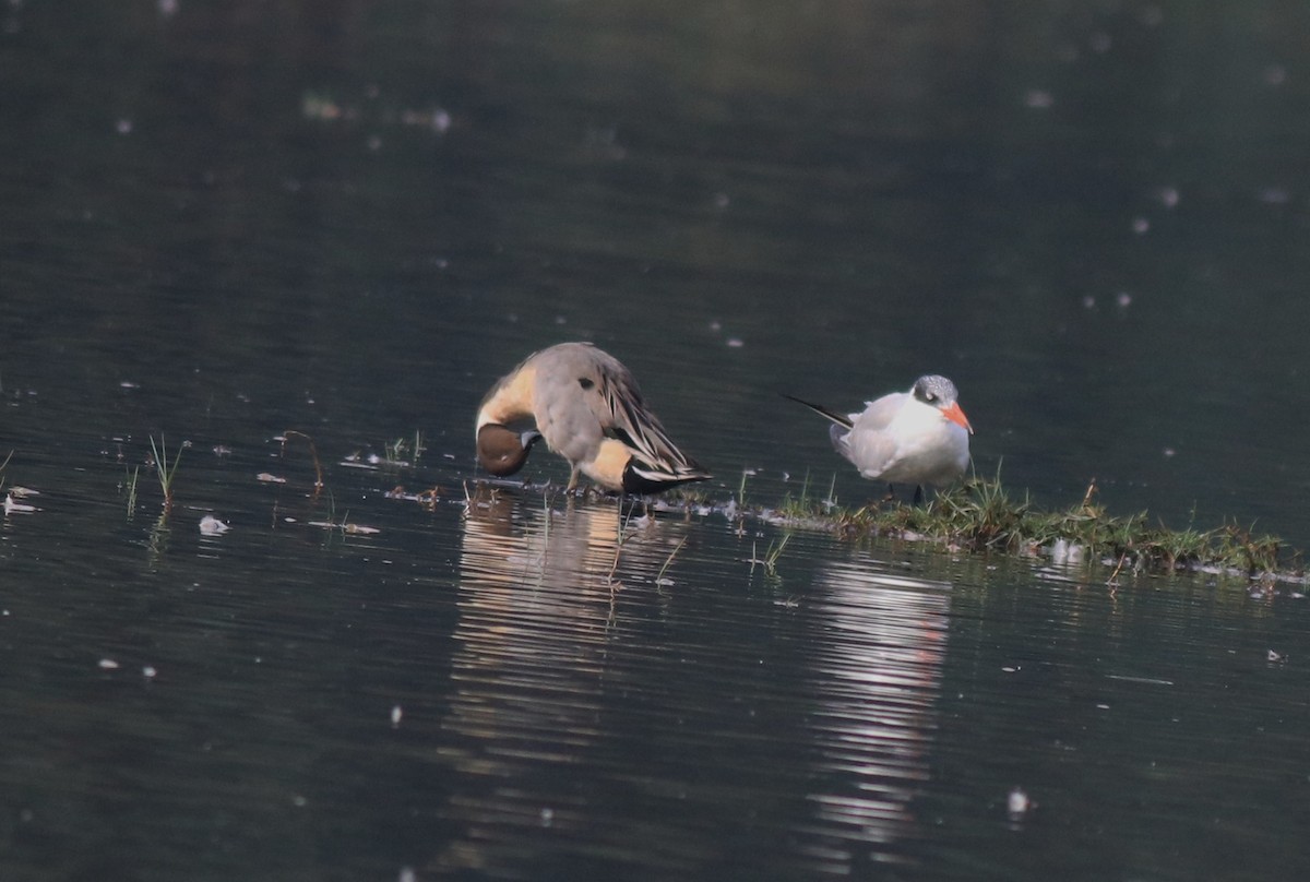 Caspian Tern - ML620096865