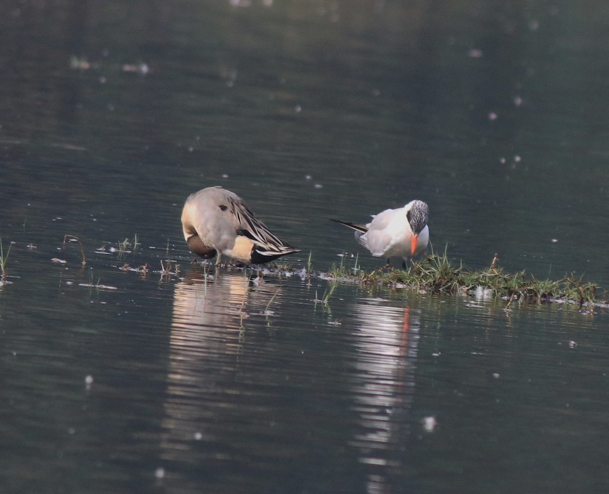 Caspian Tern - ML620096866