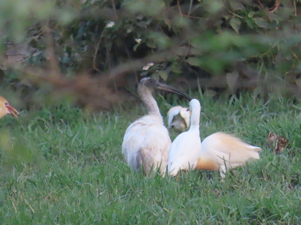 ibis černohlavý - ML620096870