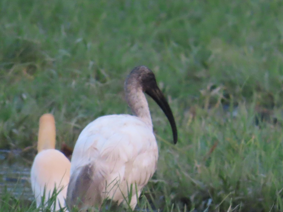 ibis černohlavý - ML620096871
