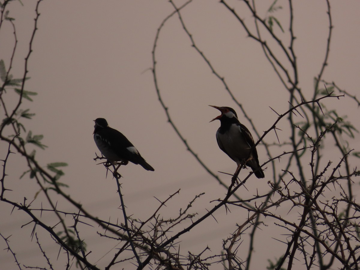 印度鵲椋鳥 - ML620096875