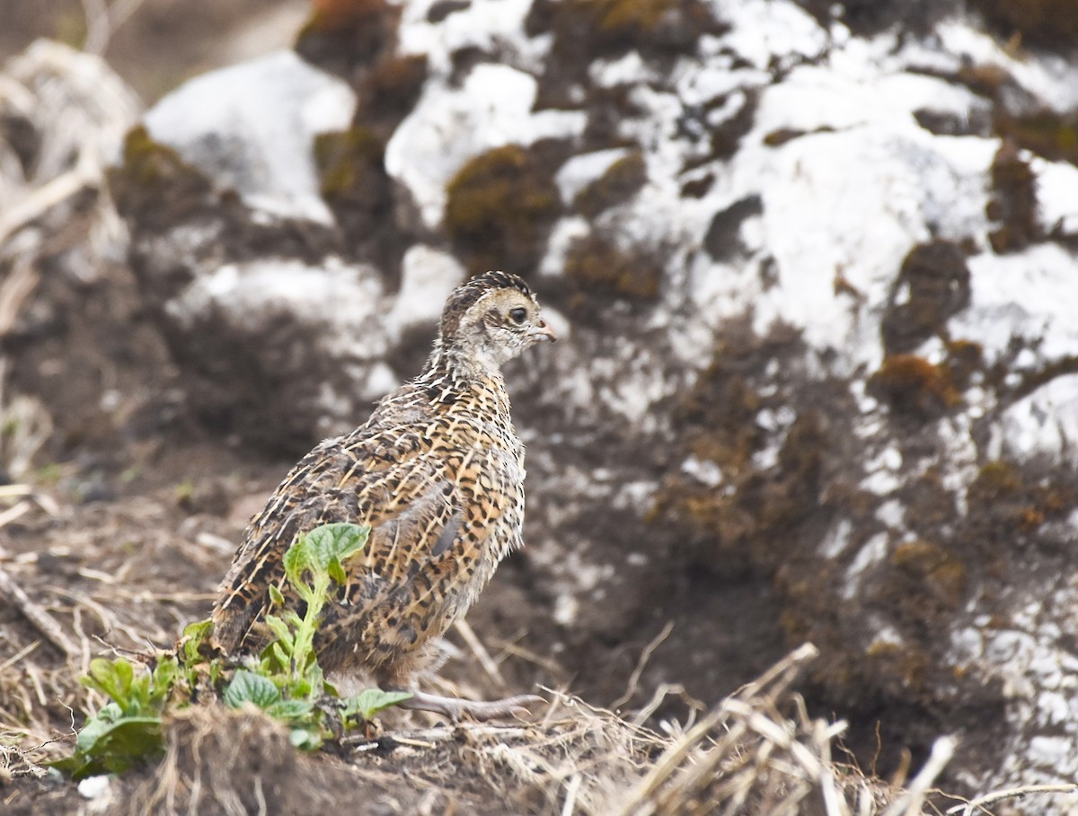 Ocellated Quail - ML620096878