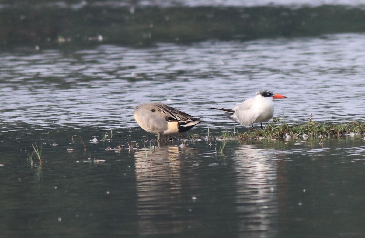 Caspian Tern - ML620096885