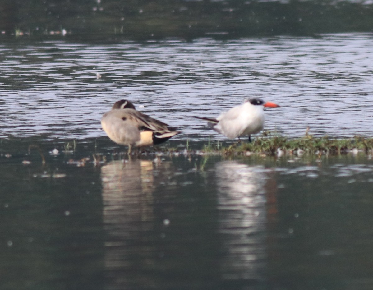 Caspian Tern - ML620096886