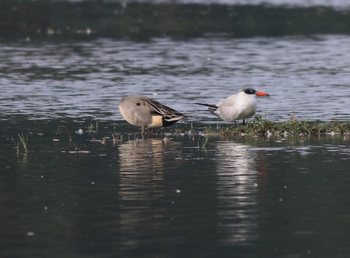 Caspian Tern - ML620096887