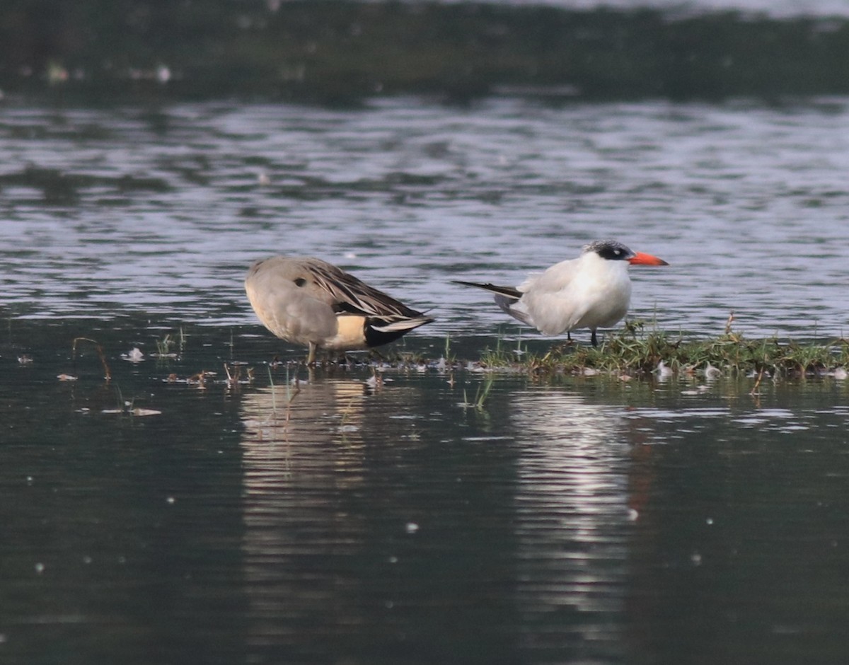 Caspian Tern - Afsar Nayakkan