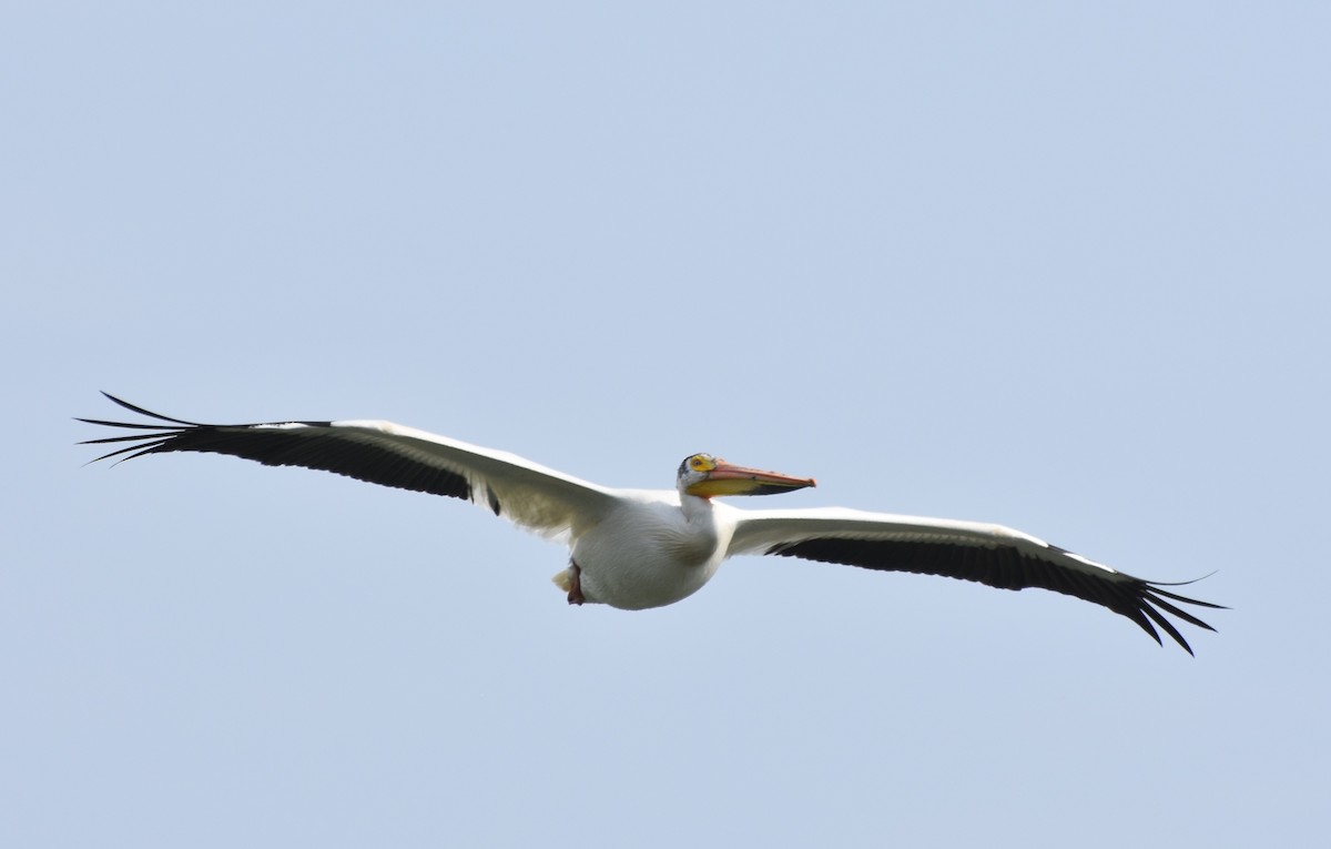 pelikán severoamerický - ML620096906