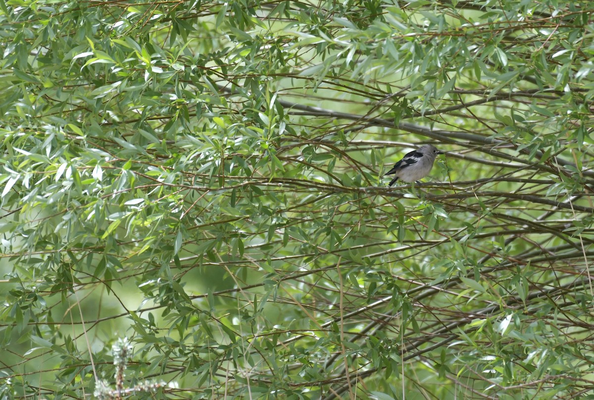 Daurian Starling - Dorjey Daya