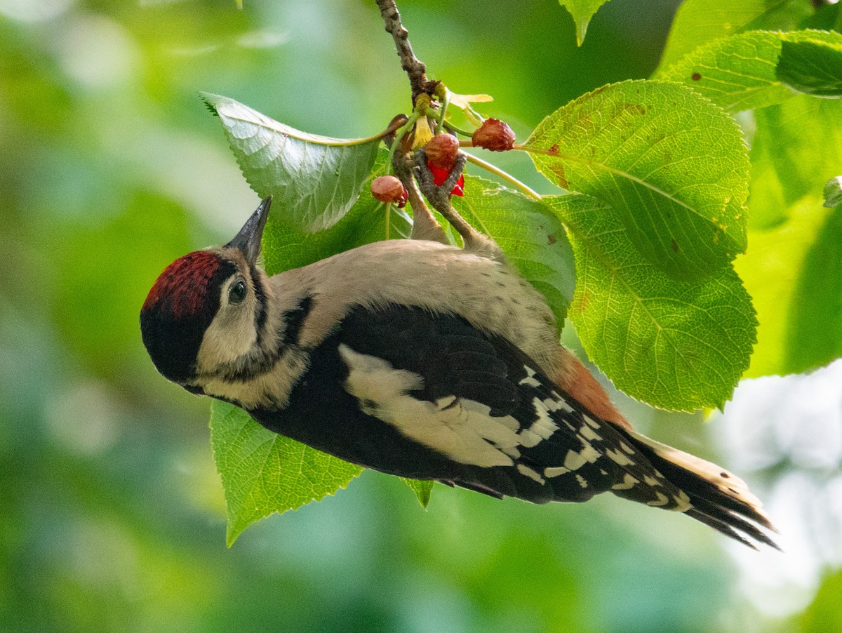 Great Spotted Woodpecker - ML620096910
