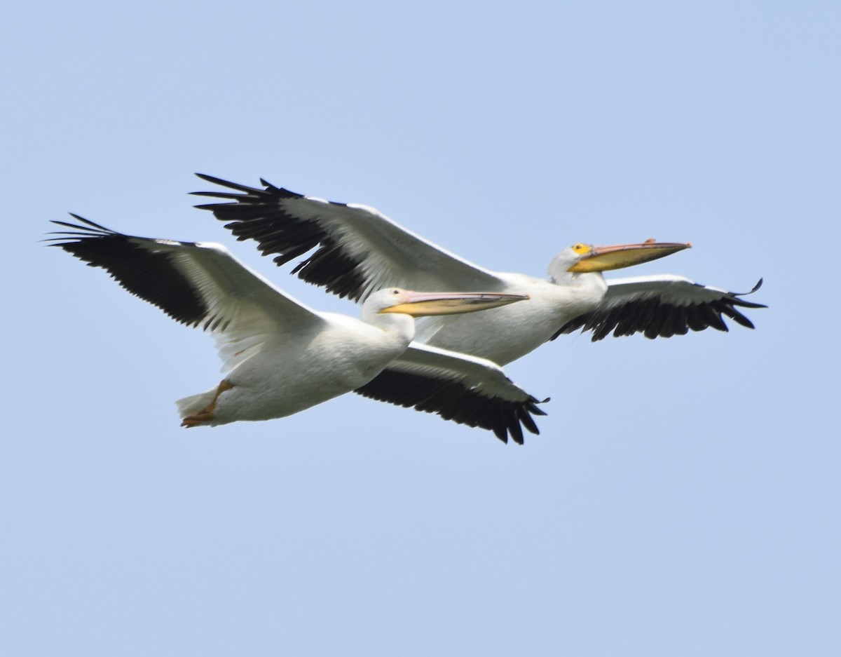 American White Pelican - ML620096913