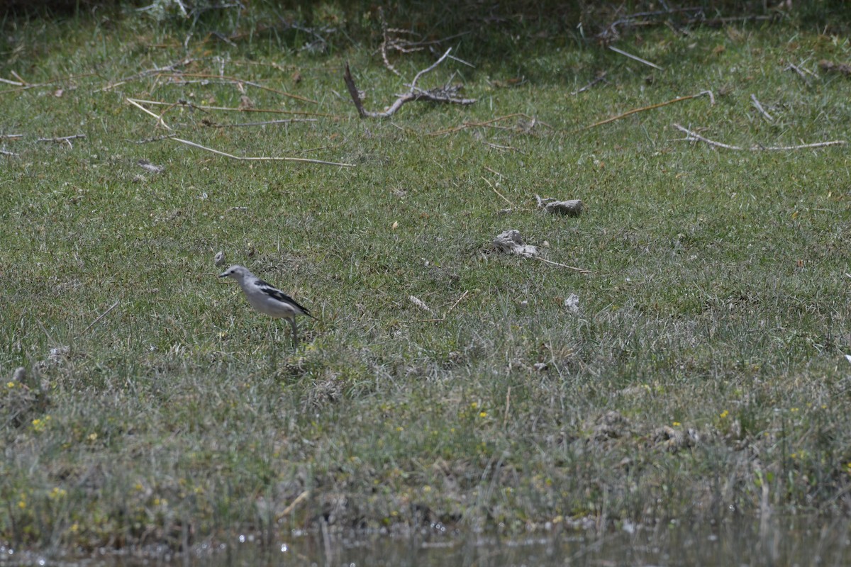 Daurian Starling - ML620096914