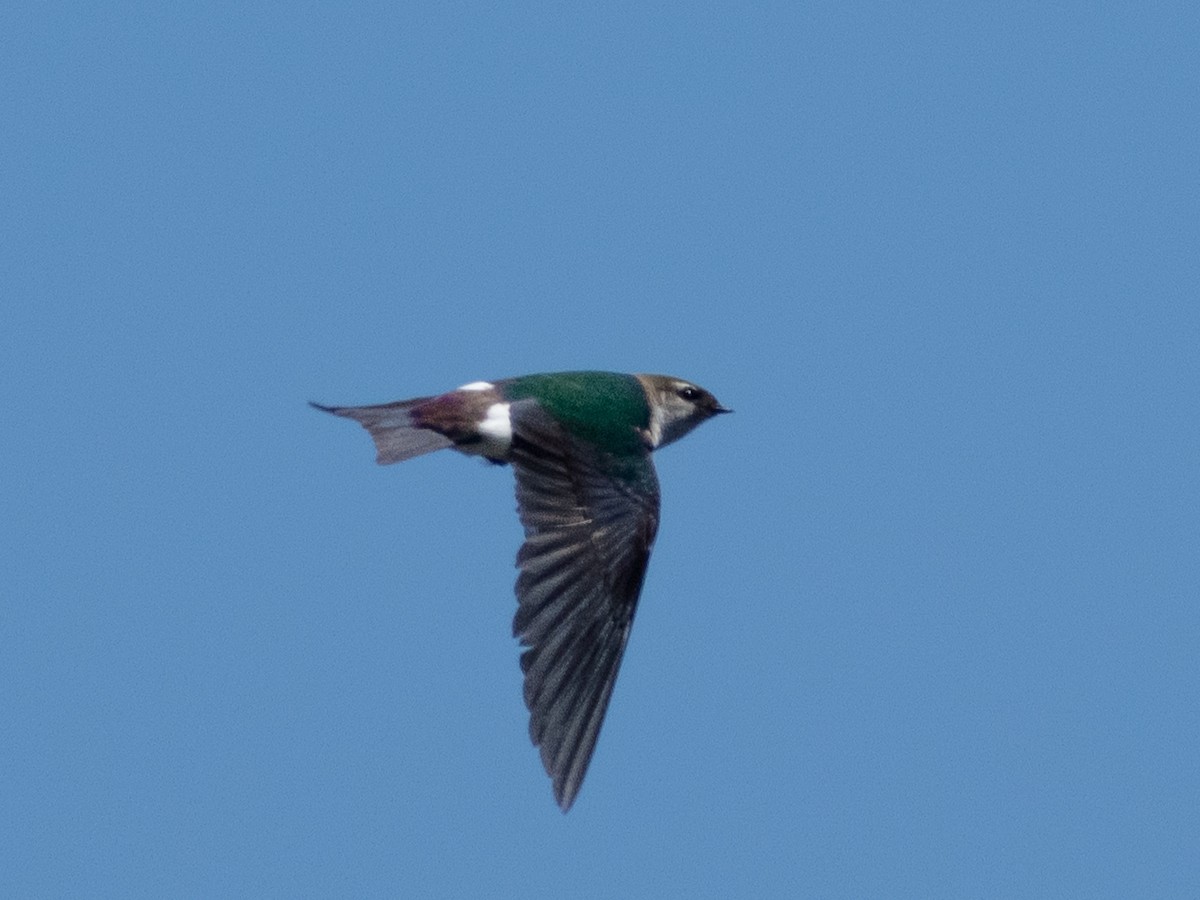 Violet-green Swallow - ML620096915
