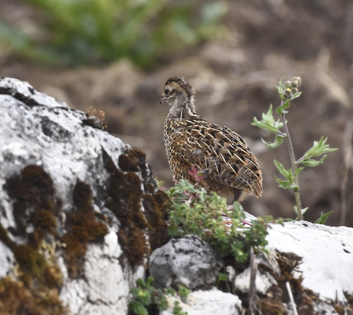 Ocellated Quail - ML620096917