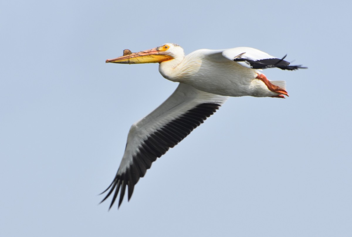 pelikán severoamerický - ML620096921
