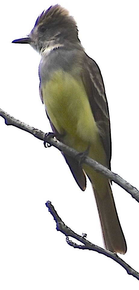 Great Crested Flycatcher - ML620096927