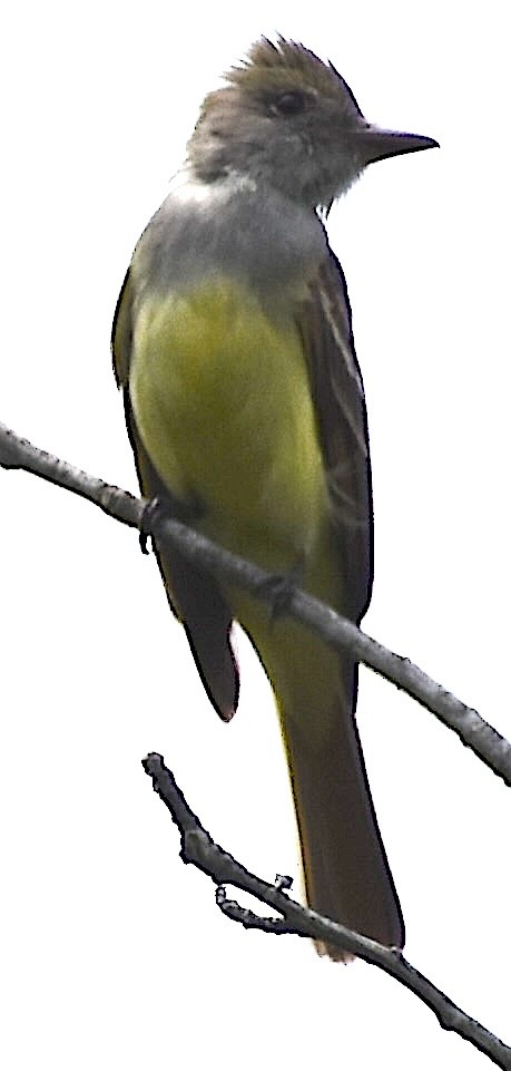 Great Crested Flycatcher - ML620096928