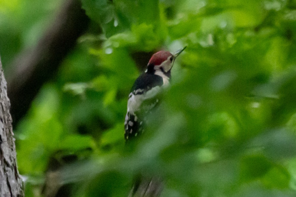 White-backed Woodpecker - ML620096957