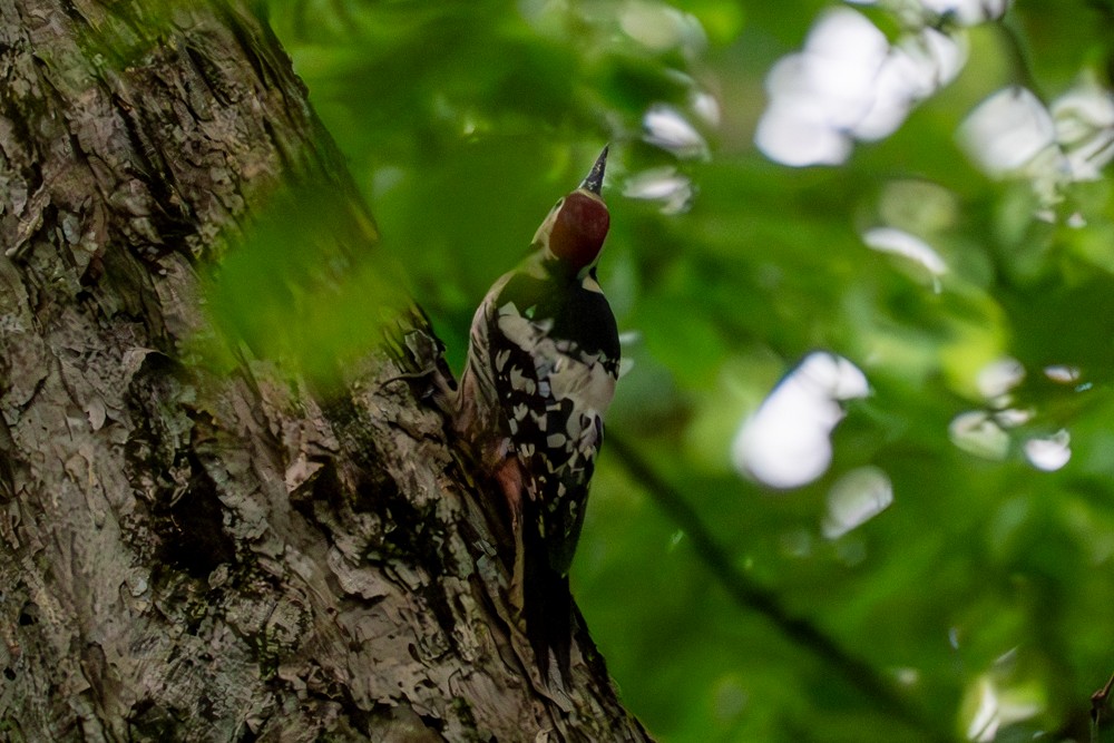 White-backed Woodpecker - ML620096958