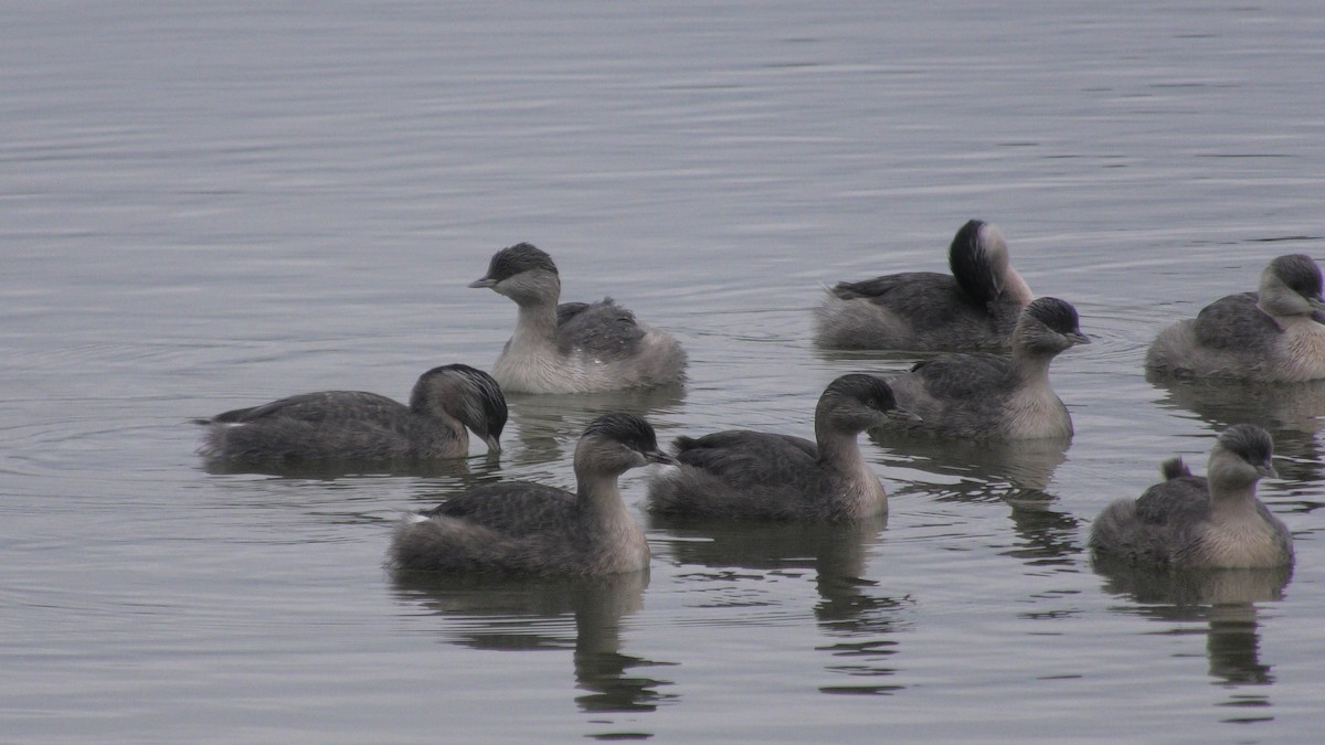 Hoary-headed Grebe - ML620096963