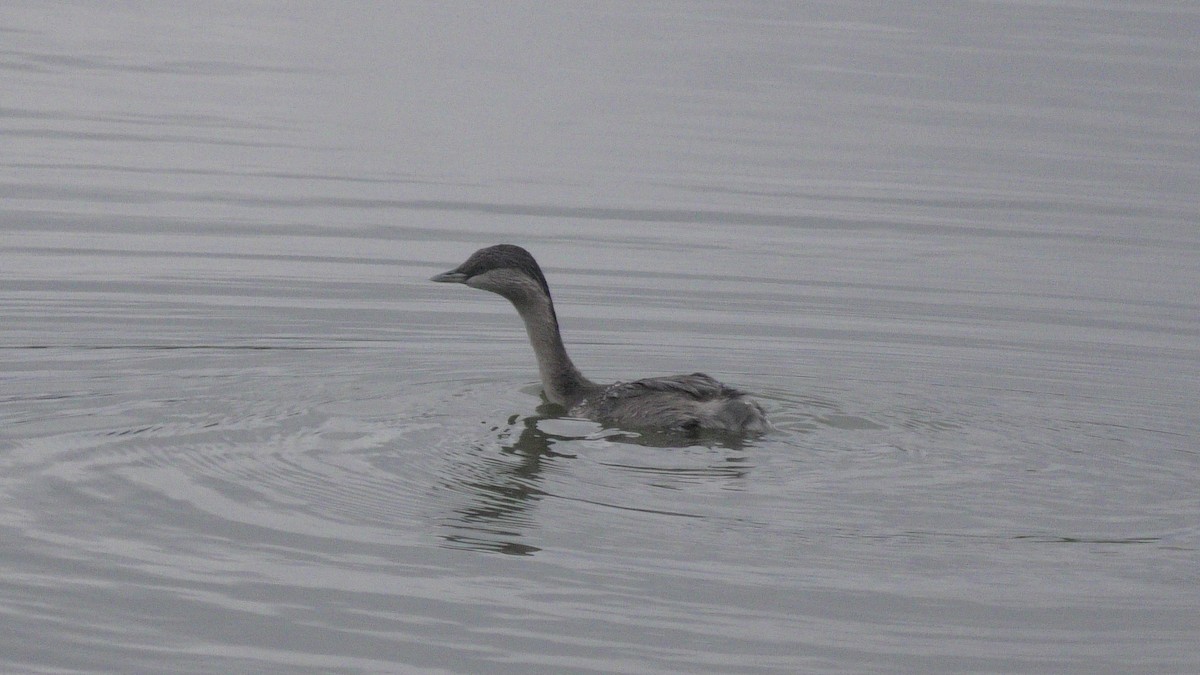 Hoary-headed Grebe - ML620096977