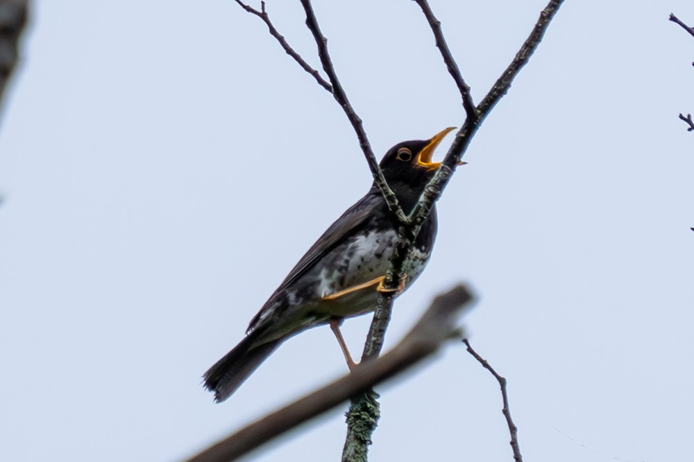 Japanese Thrush - MASATO TAKAHASHI