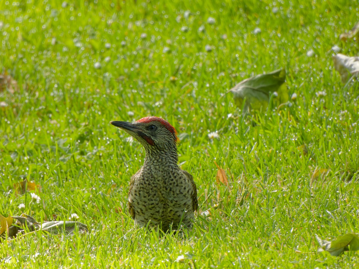 Eurasian Green Woodpecker - ML620097034