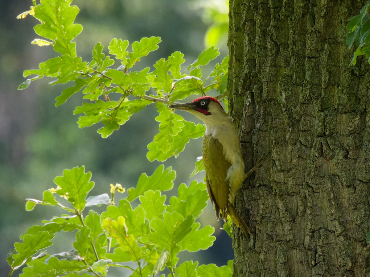 Eurasian Green Woodpecker - ML620097040