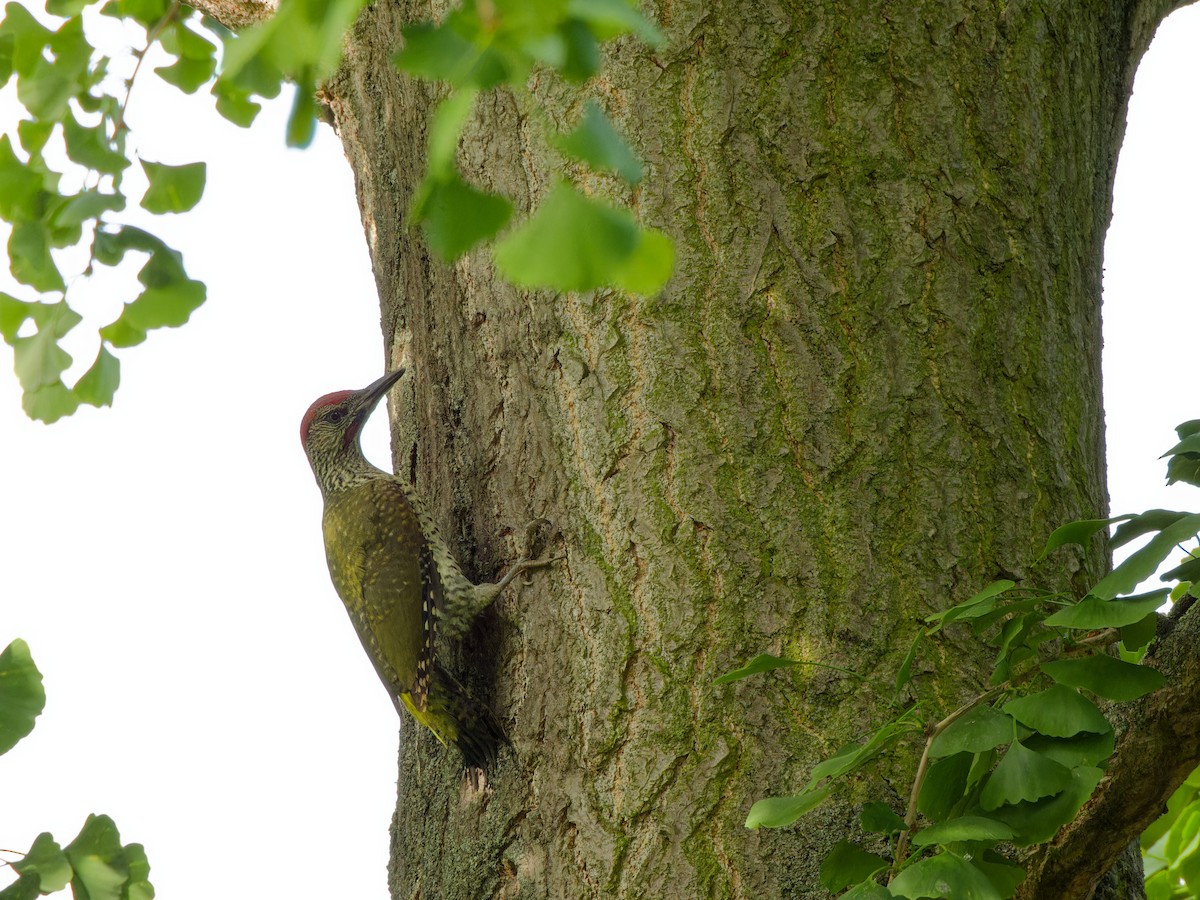 Eurasian Green Woodpecker - ML620097041