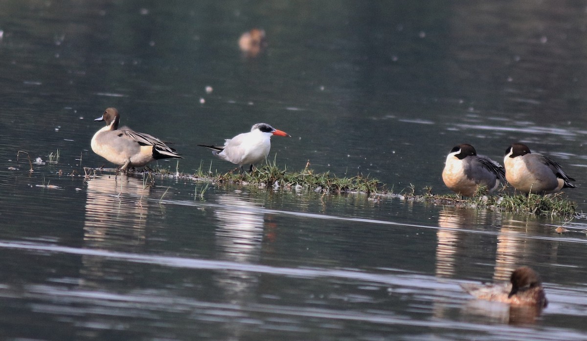 Caspian Tern - Afsar Nayakkan