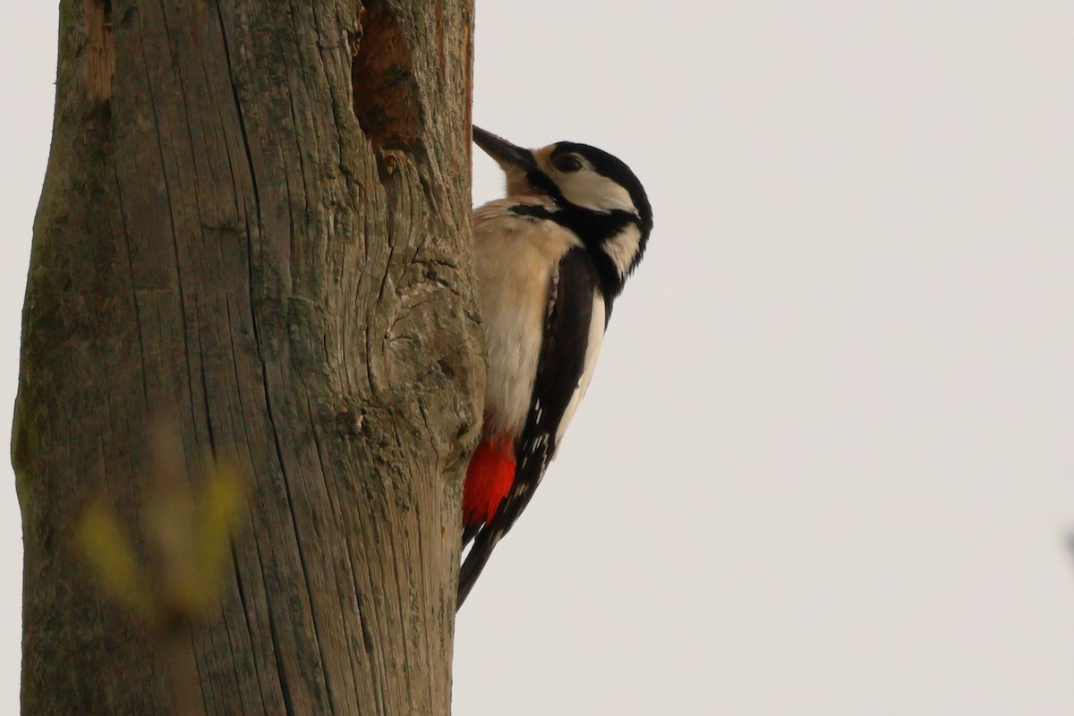 Great Spotted Woodpecker - ML620097054
