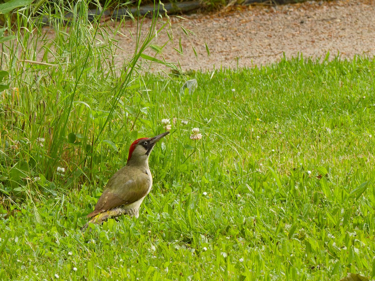 Eurasian Green Woodpecker - ML620097060