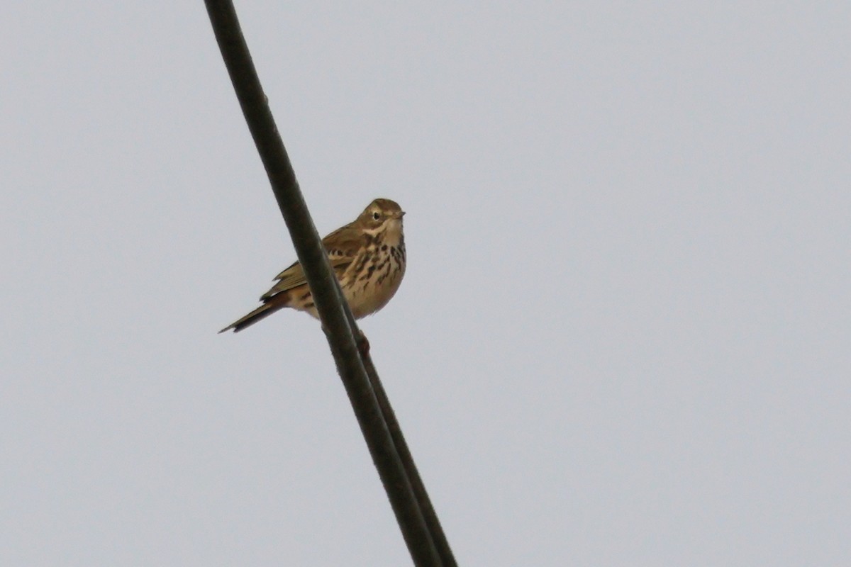Meadow Pipit - ML620097079