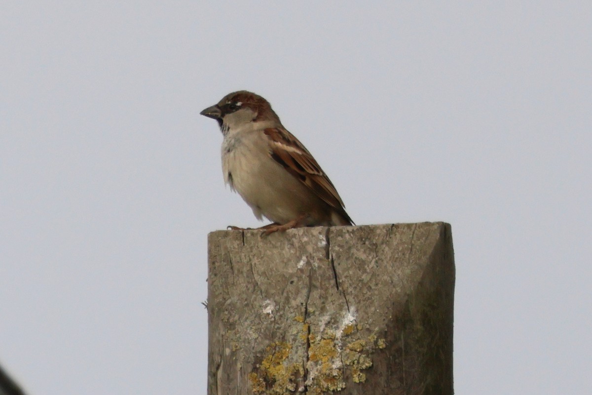 House Sparrow - ML620097089