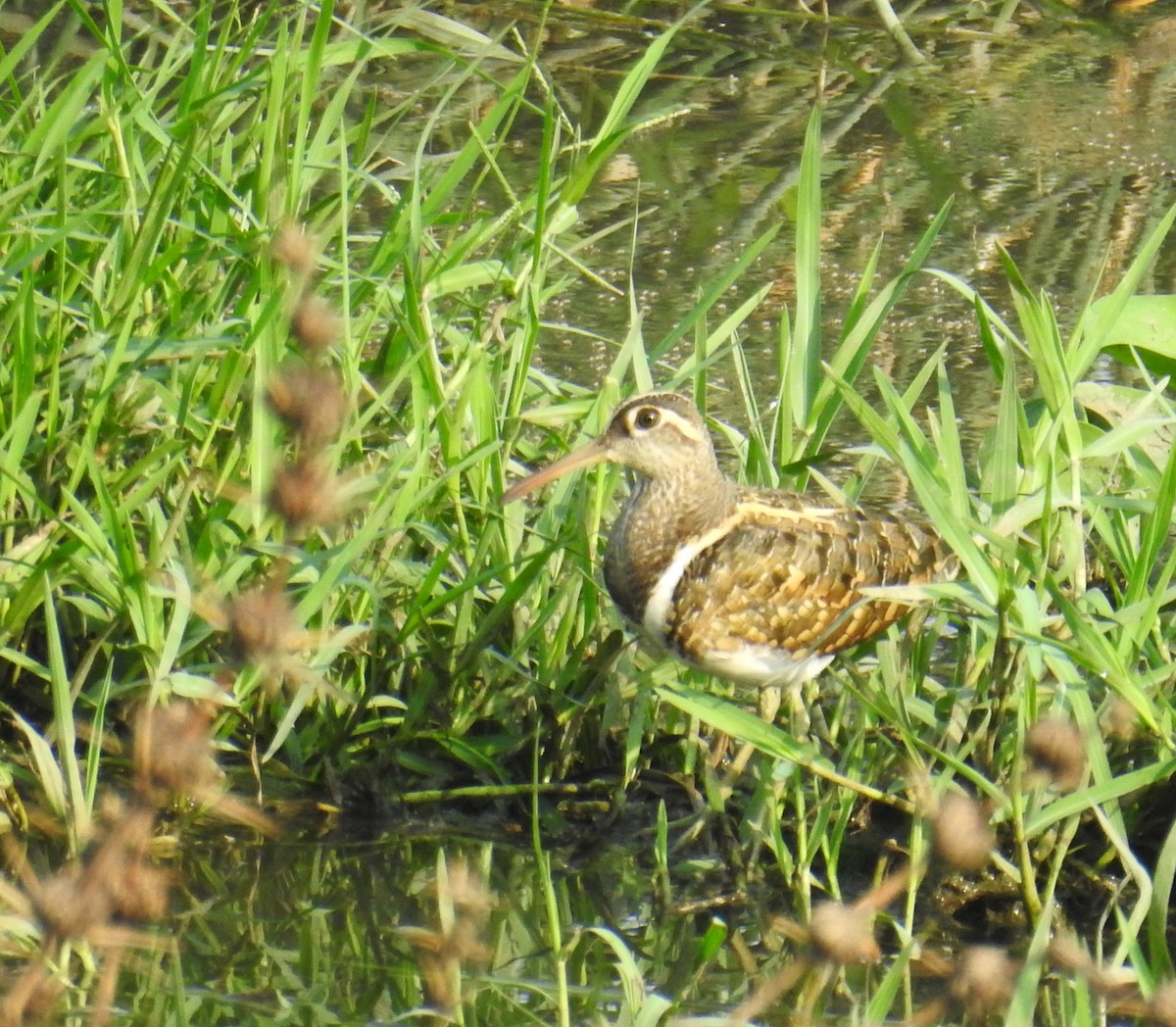 Greater Painted-Snipe - ML620097110