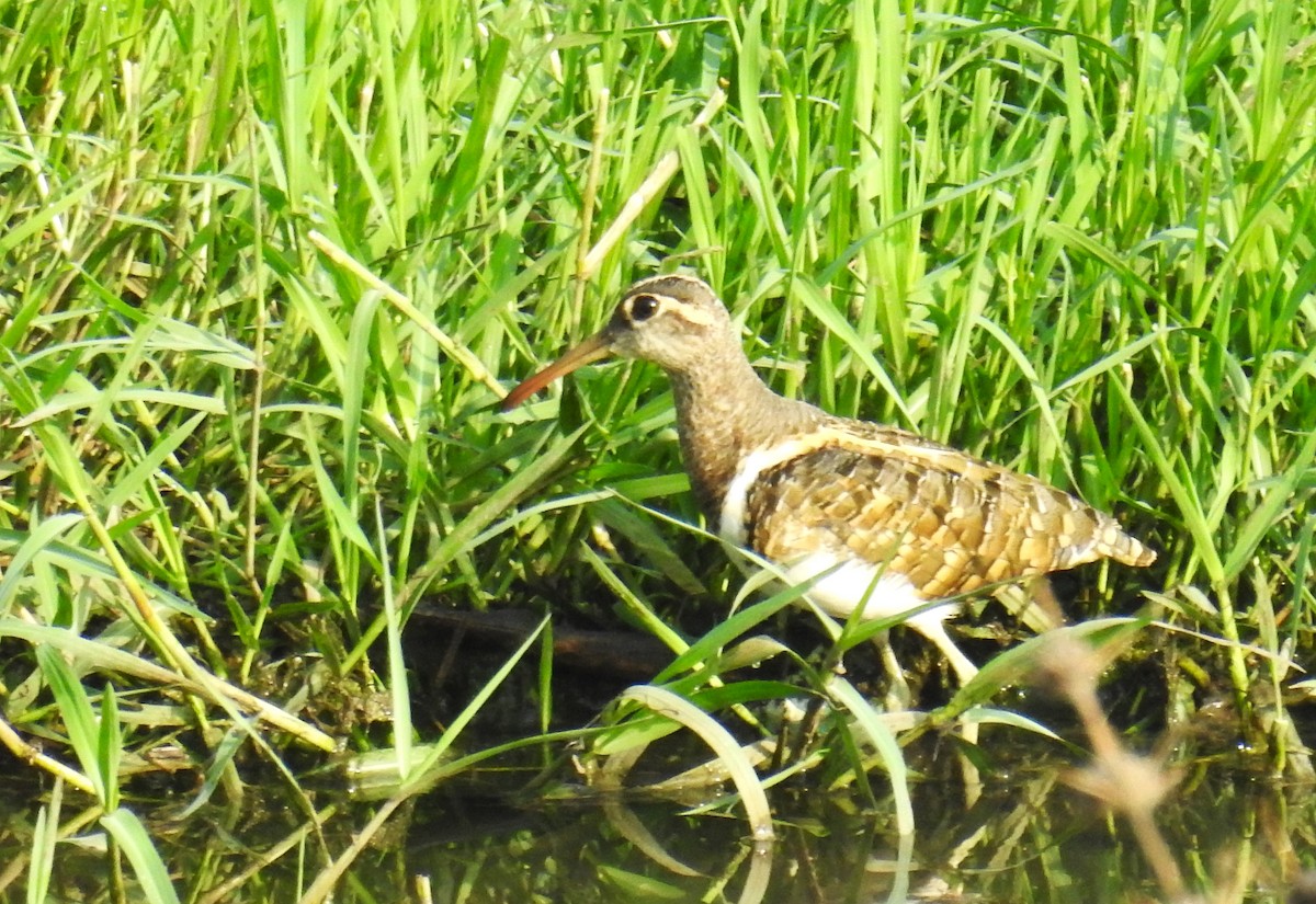 Greater Painted-Snipe - ML620097111
