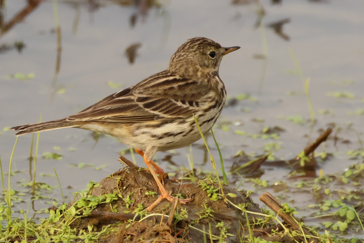Meadow Pipit - ML620097112