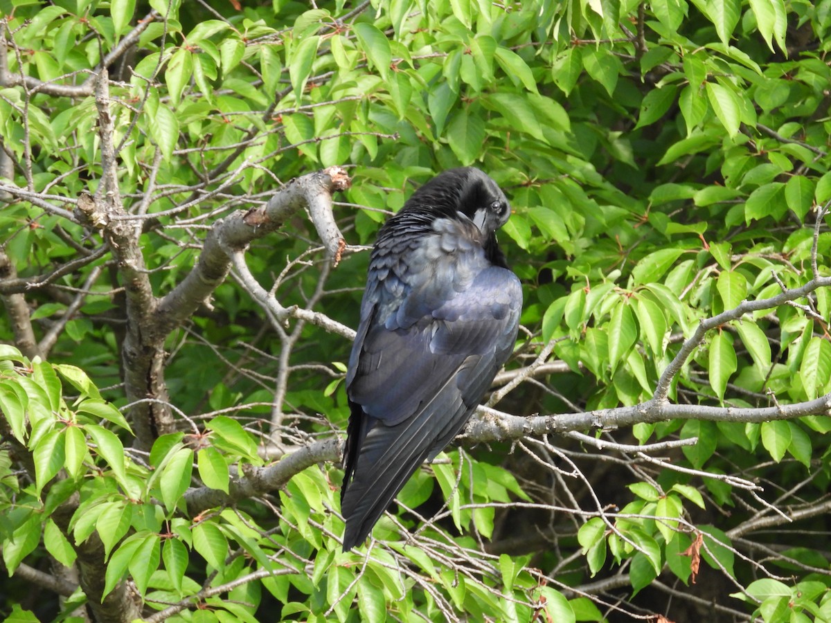 Large-billed Crow - ML620097118