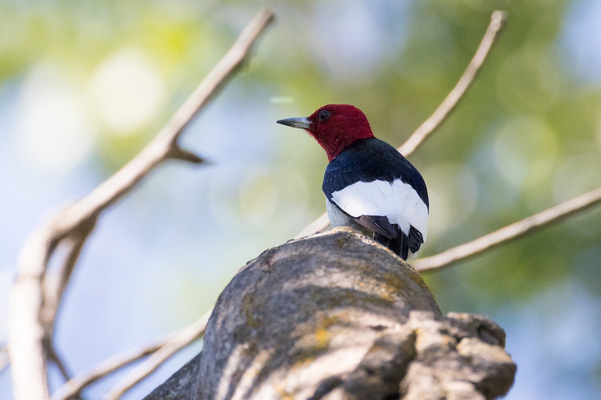Red-headed Woodpecker - ML620097134