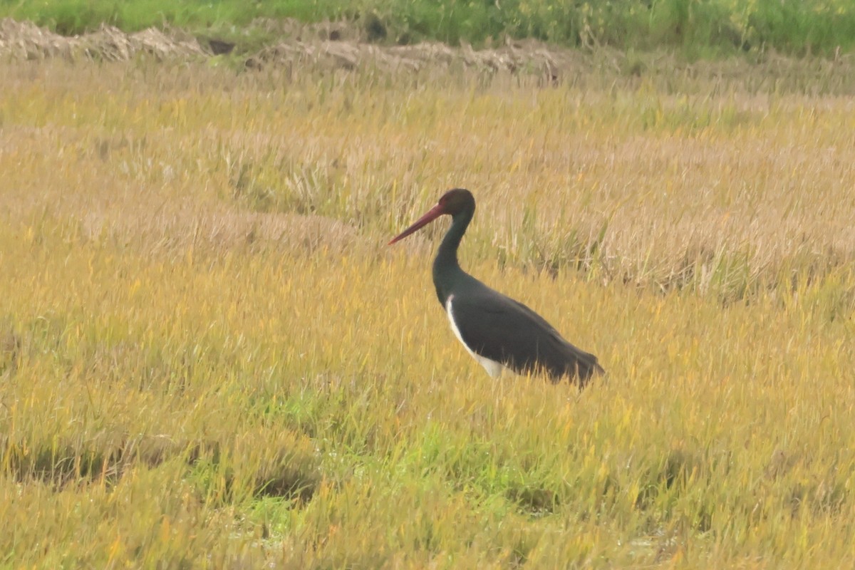 Black Stork - ML620097142