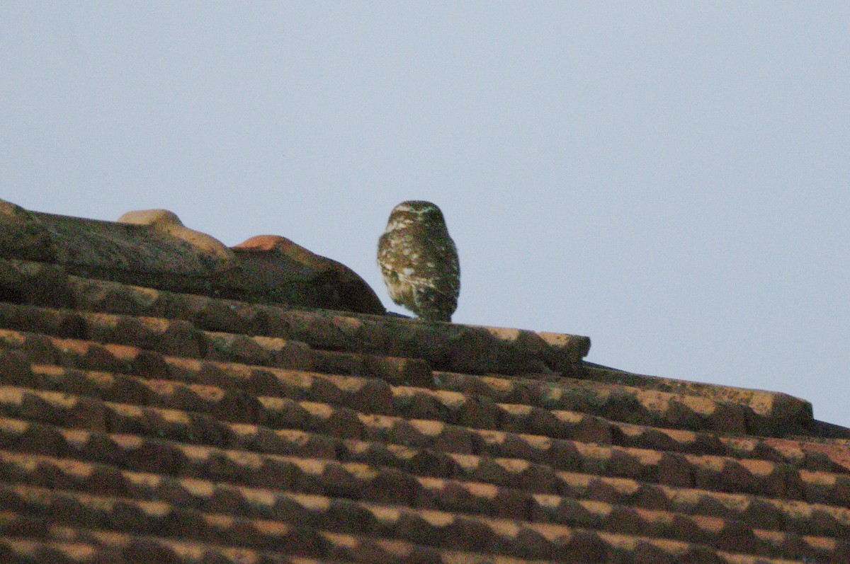 Little Owl - ML620097149