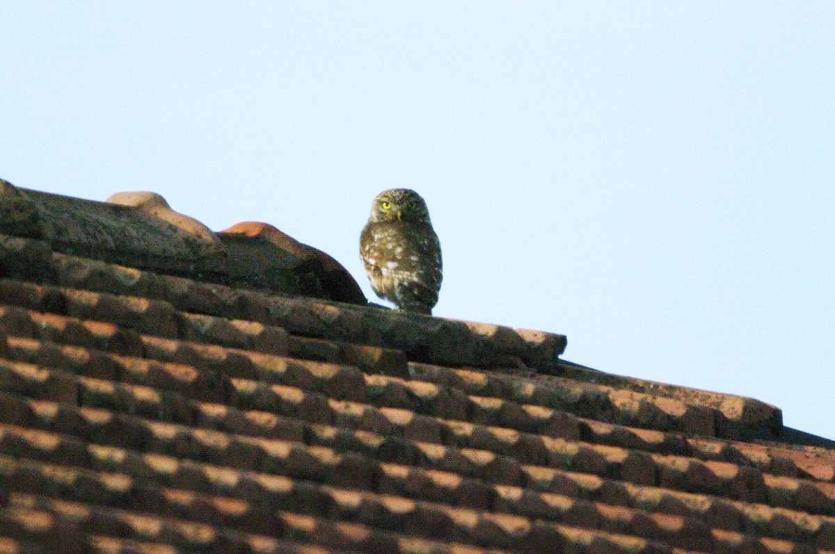 Little Owl - ML620097150