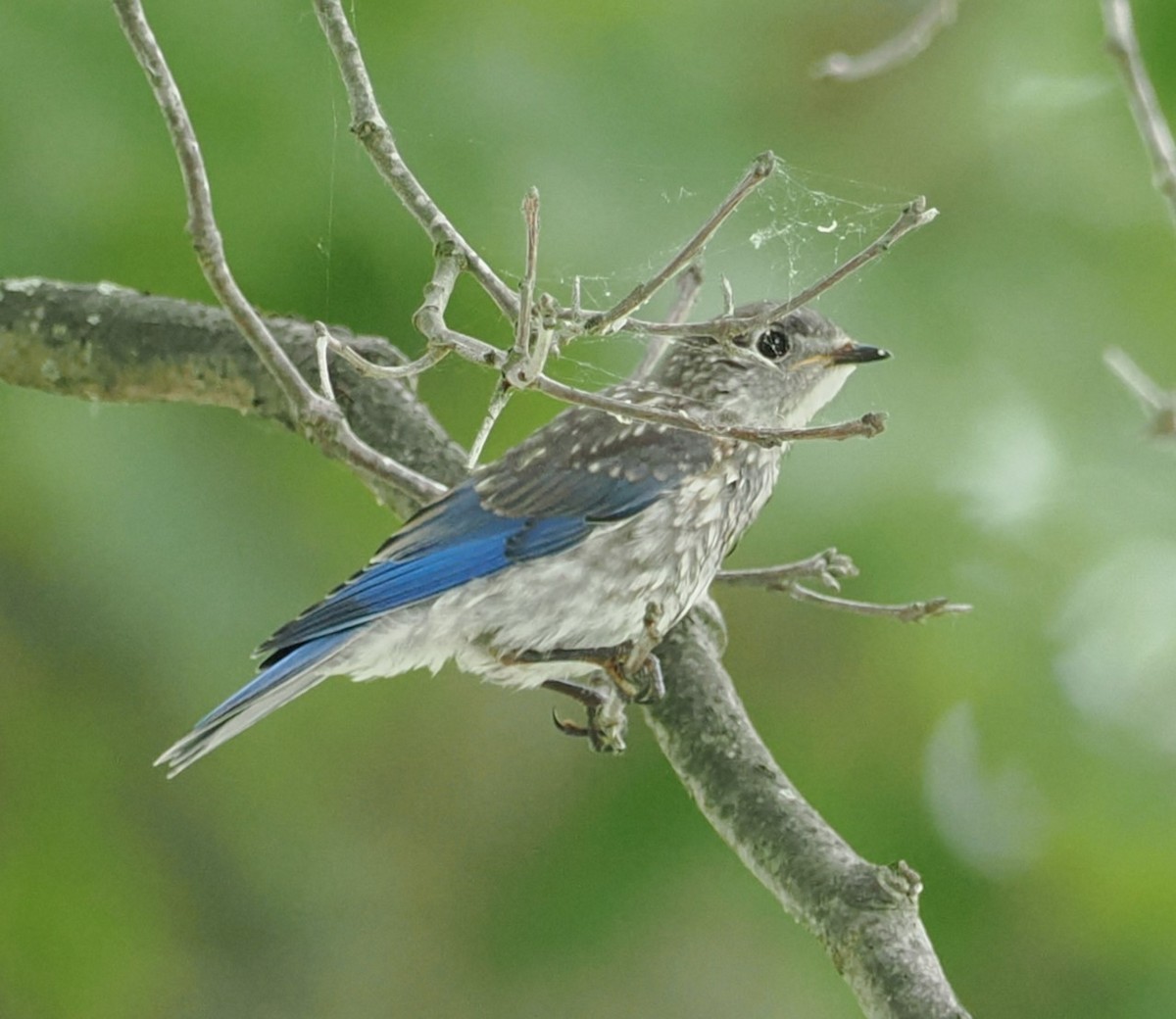 Eastern Bluebird - ML620097169