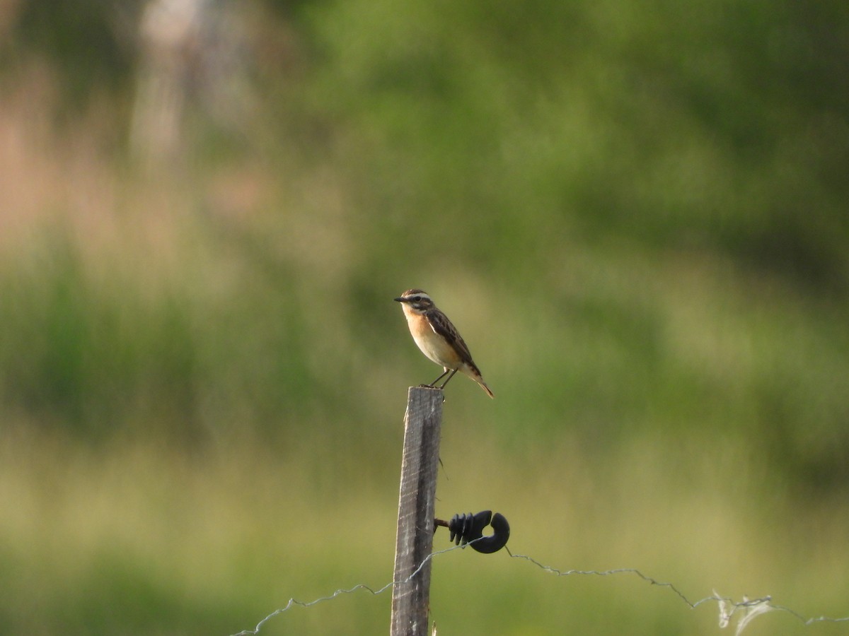 Whinchat - ML620097177