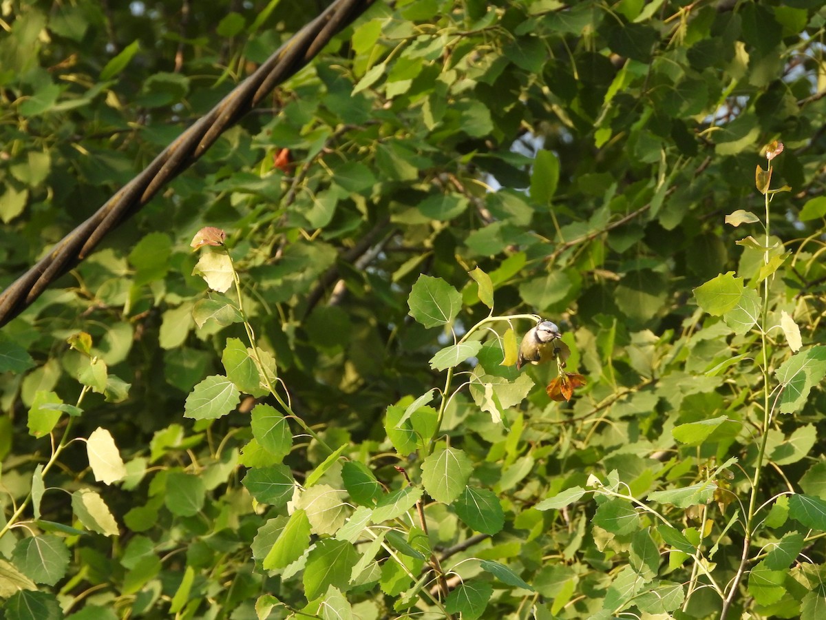 Eurasian Blue Tit - Monika Czupryna