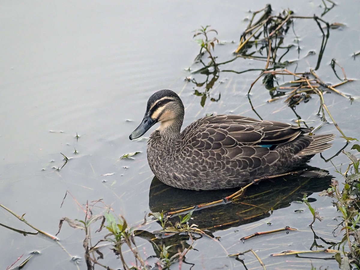 Pacific Black Duck - ML620097186