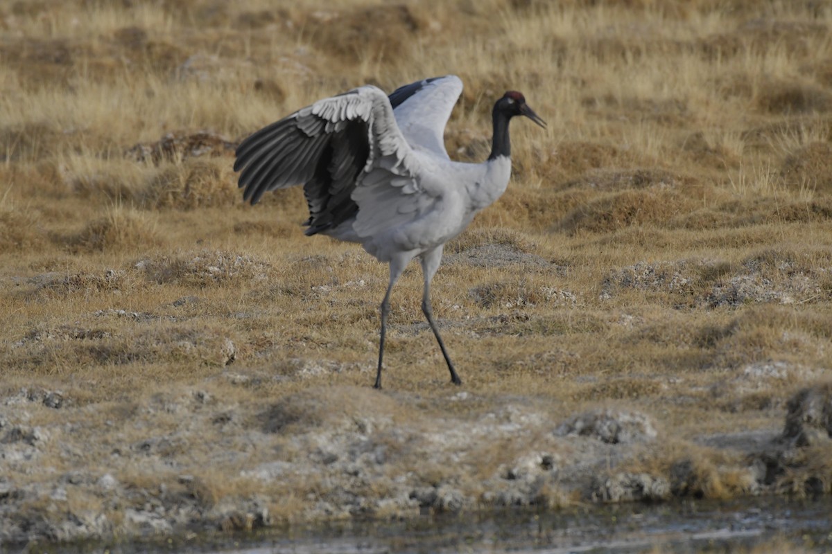 Black-necked Crane - ML620097197