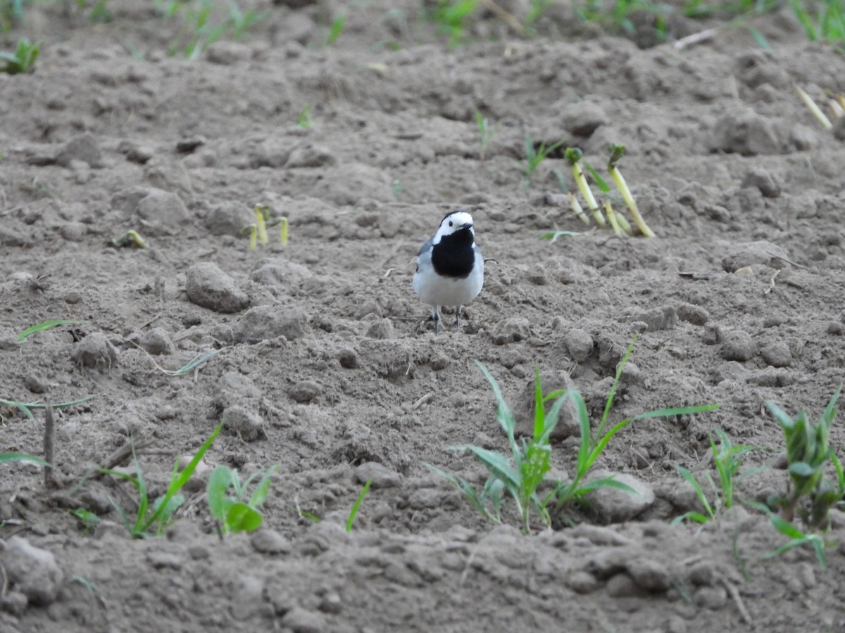 White Wagtail - ML620097198