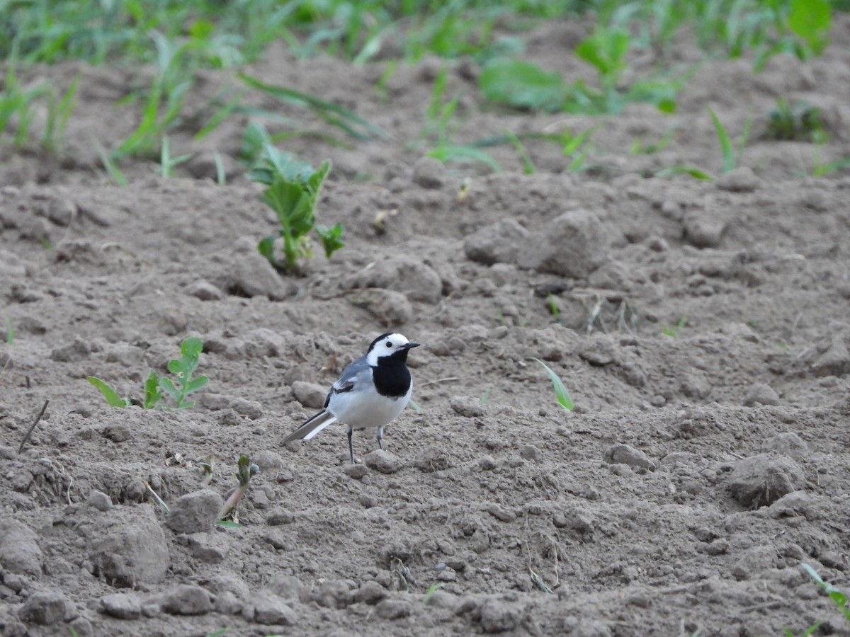 White Wagtail - ML620097205