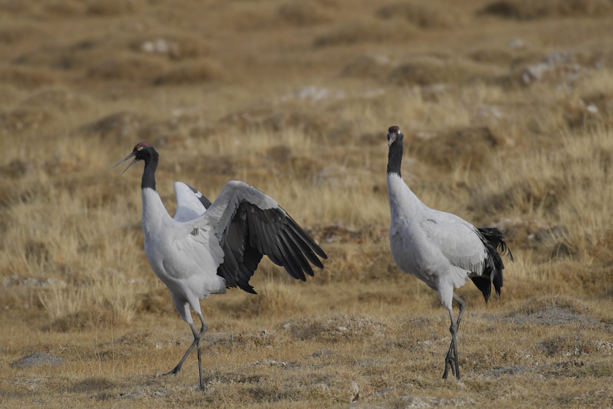 Black-necked Crane - ML620097206